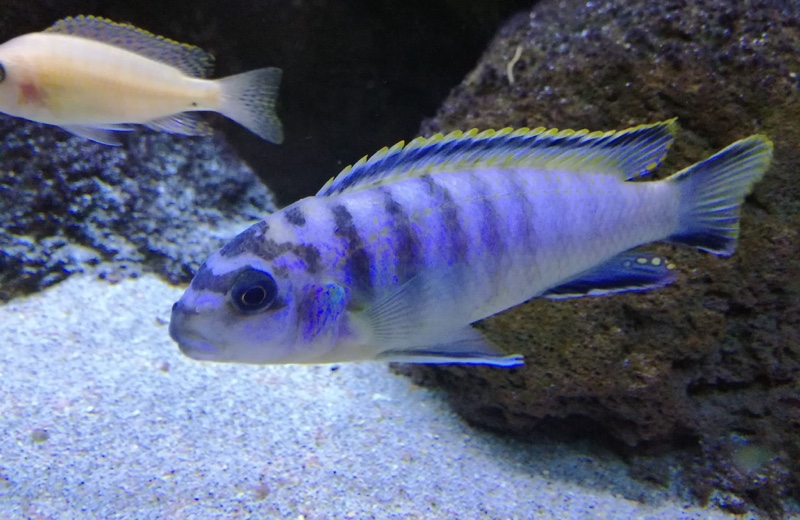 Tropheops kumwera 'Kanchedza Island'